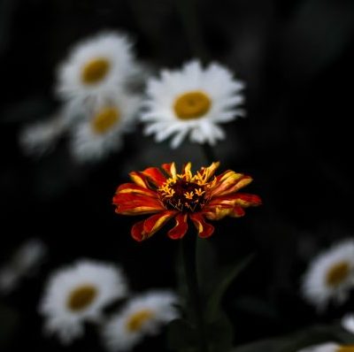 One,Red,Major,Zinnia,Flower,Among,A,Group,Of,White