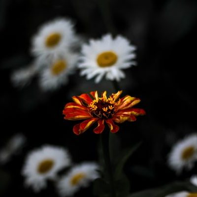 One,Red,Major,Zinnia,Flower,Among,A,Group,Of,White