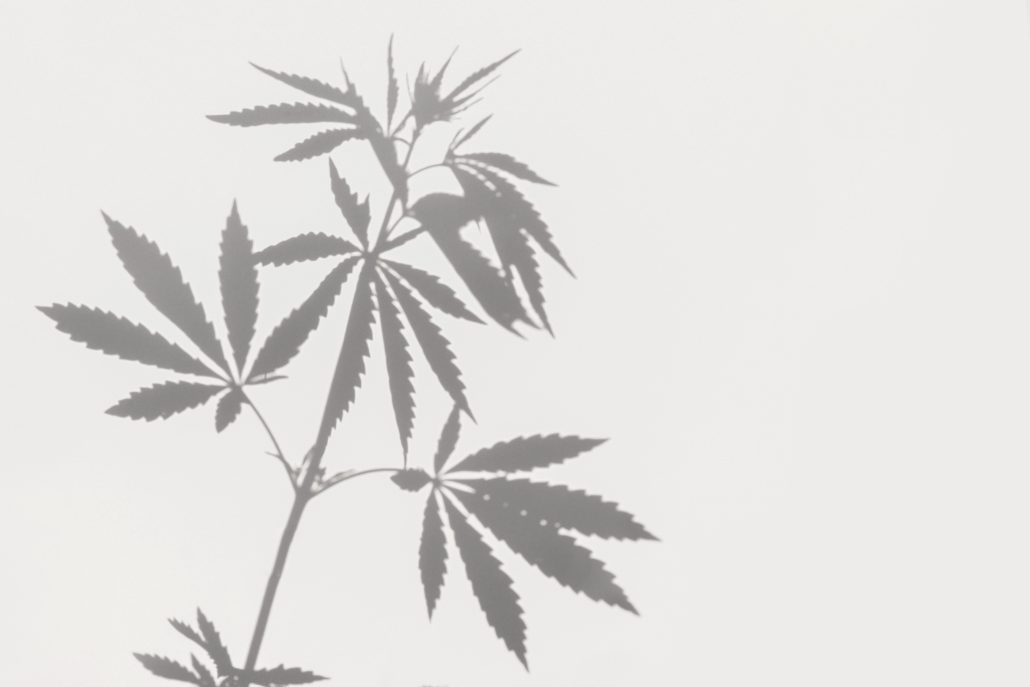 Gray,Shadows,Of,A,Bush,With,Leaves,Of,Marijuana,,Hemp