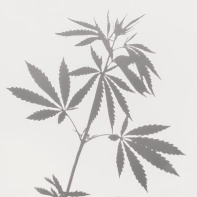 Gray,Shadows,Of,A,Bush,With,Leaves,Of,Marijuana,,Hemp