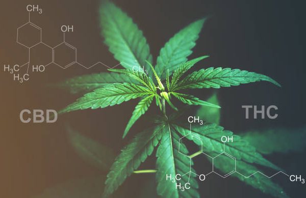 Marijuana leaves with cbd thc chemical structure